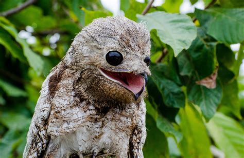 Nyctibius grandis - (foto: https://commons.wikimedia.org/wiki/File:M%C3 ...