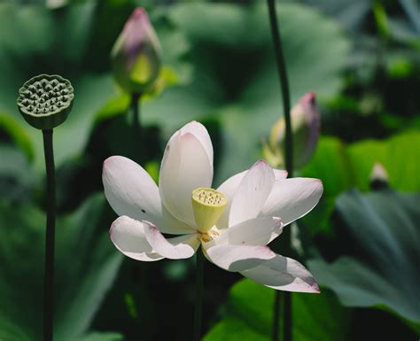 Lotus Bloom at Kenilworth Aquatic Gardens in Washington DC