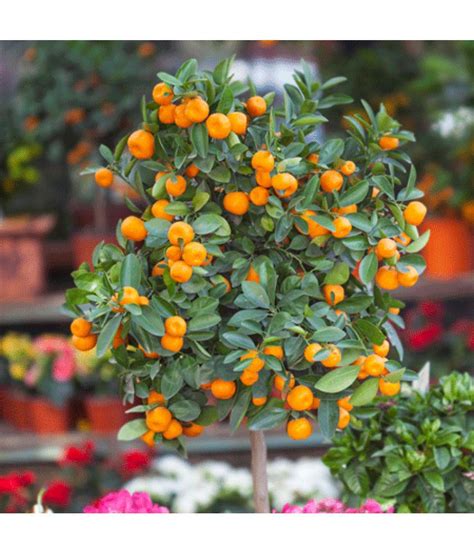 Gold Nugget Mandarin Tree Fruit 10 Seeds Citrus Tree Seeds Good germination Seeds: Buy Gold ...