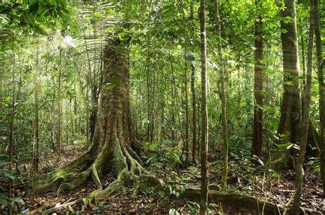 Mikela on Twitter | Rainforest pictures, Tropical rainforest, Amazon rainforest