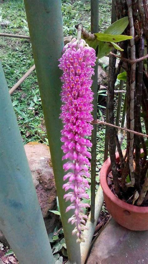 Wild orchid of Borneo Rare Orchids, Orchids Garden, Wild Orchid, Borneo, Container Gardening ...