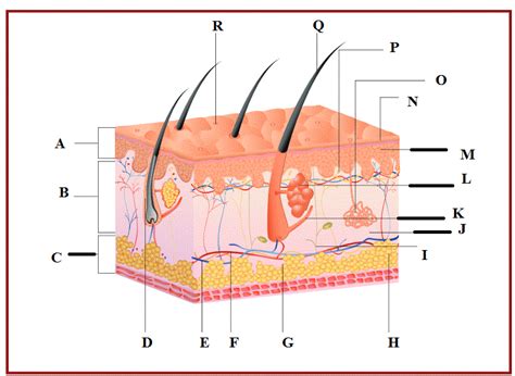 Integumentary System | Quiz