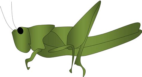 Free Grasshopper Cliparts, Download Free Grasshopper Cliparts png images, Free ClipArts on ...