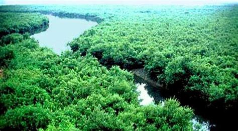 Sundarban: The largest Mangrove forest in the World. | Beautiful Places ...