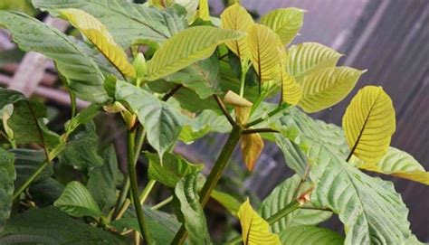 Kratom Leaves - Kratom of Life