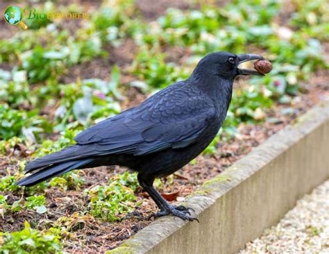 Carrion Crow | Corvus corone | Black Bird | Diet | Fun Facts