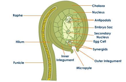 Biology is Awesome!: Development of the ovule