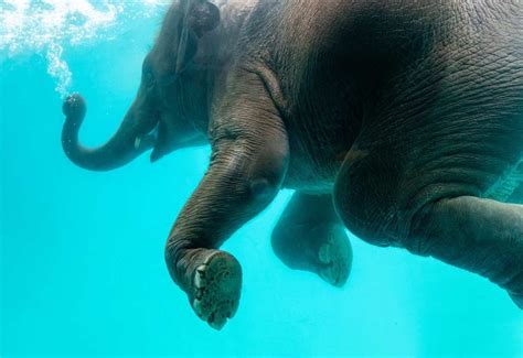 Can Elephants swim? They even swim underwater! - The Elephant Guide