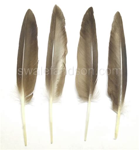 Wholesale Duck Feathers | Duck Wing Feathers