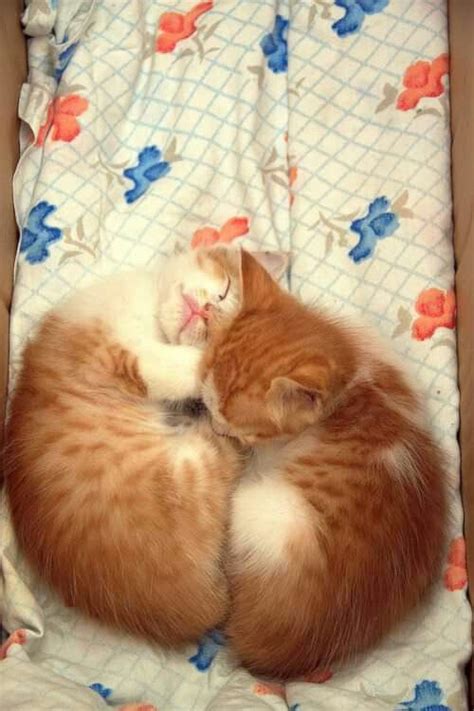 Pin by Emi Lika ️🐈 cat Urasoe on C...5Sleep cats Z(*v.v)。。。 zzzzzzzz ...2 | Sleeping kitten ...