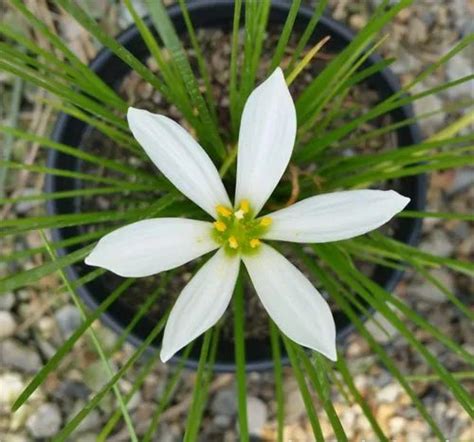 Green Round Zephyranthes Candida (White Rain Lily), For Plantation at Rs 10/piece in Kanpur