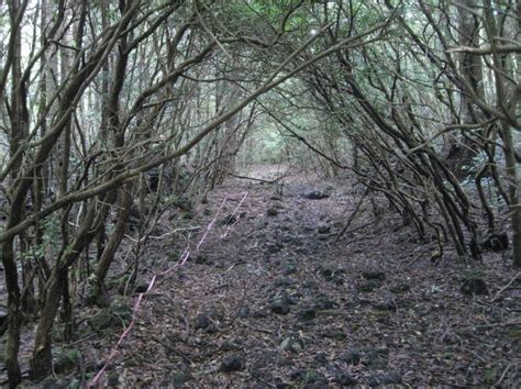 Aokigahara Forest - Places 2 Explore