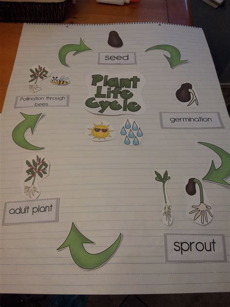 Plant Life Cycle Project