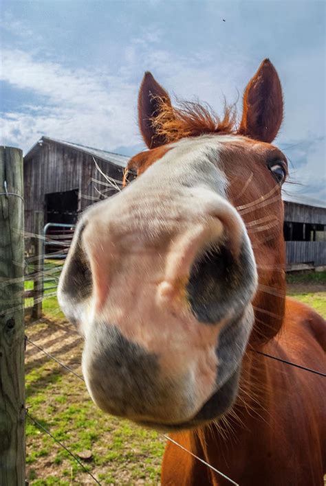 Up Close and Personal Horse Nose Photograph by Matthew Irvin - Pixels