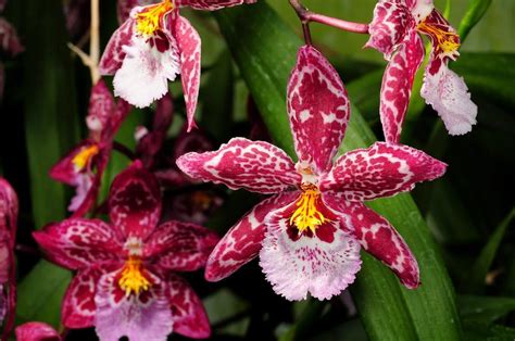 odontoglossum hybrid | Oncidium orchids, Oncidium, Beautiful orchids