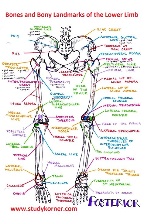 Lower Extremity Landmarks