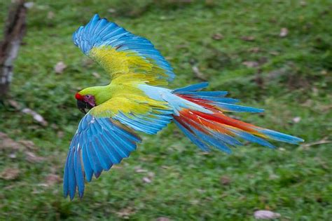 17 best images about Great gn. Macaw on Pinterest | Ecuador, Feathers ...