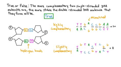 Question Video: Relating the Number of Hydrogen Bonds Formed in a ...