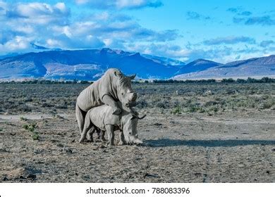 205 Rhino mating Images, Stock Photos & Vectors | Shutterstock