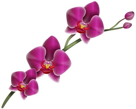 Free Purple Orchid Png, Download Free Purple Orchid Png png images, Free ClipArts on Clipart Library