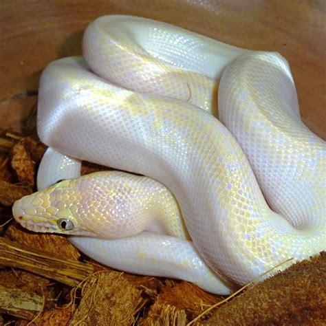 Leucistic Colombian Rainbow Boa (Blue Eye) cb babies