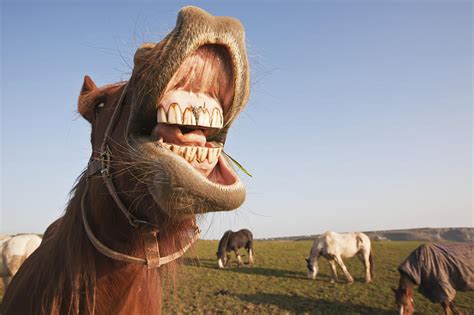 Horses Grazing In Field With Mouth Open Photograph by Paul Quayle