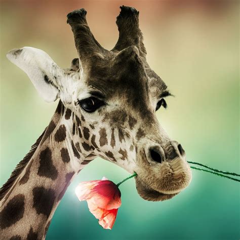 Giraffenporträt | Giraffe pictures, Cute animals, Animals beautiful