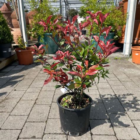 Photinia serrulata 'Red Robin' Hedge Shrub - Mature Hedging - Arboretum ...