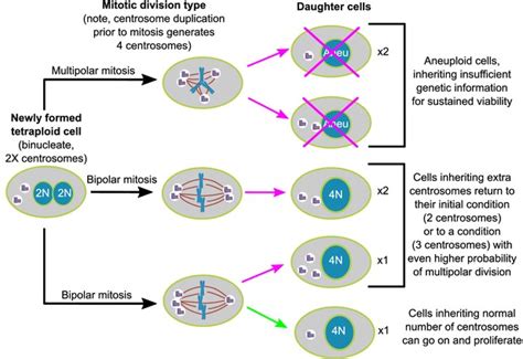 Figures and data in Asymmetric clustering of centrosomes defines the early evolution of ...