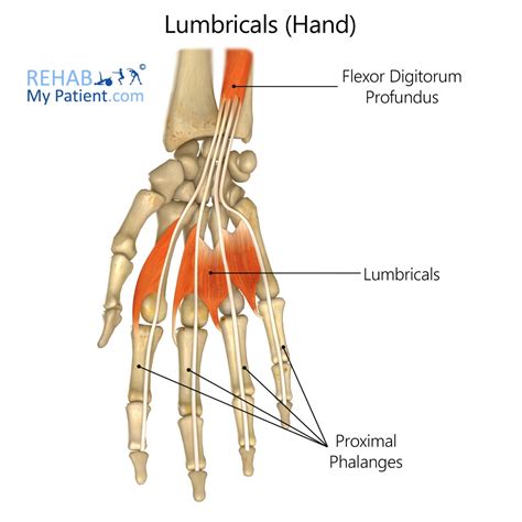 Lumbricals And Interossei Of Hand