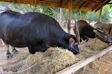 Big Buffalo in Farm 3069333 Stock Photo at Vecteezy