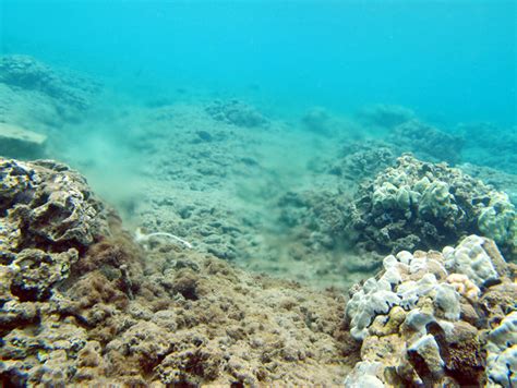 Polluted groundwater eroding Hawaiian coral reefs, study shows - GeoSpace - AGU Blogosphere