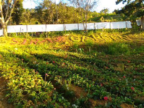 Celosia Flower Farm in Sirao | Philippines Tour Guide