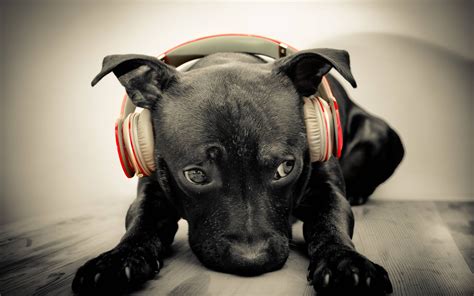 a, Dog, With, Headphones Wallpapers HD / Desktop and Mobile Backgrounds