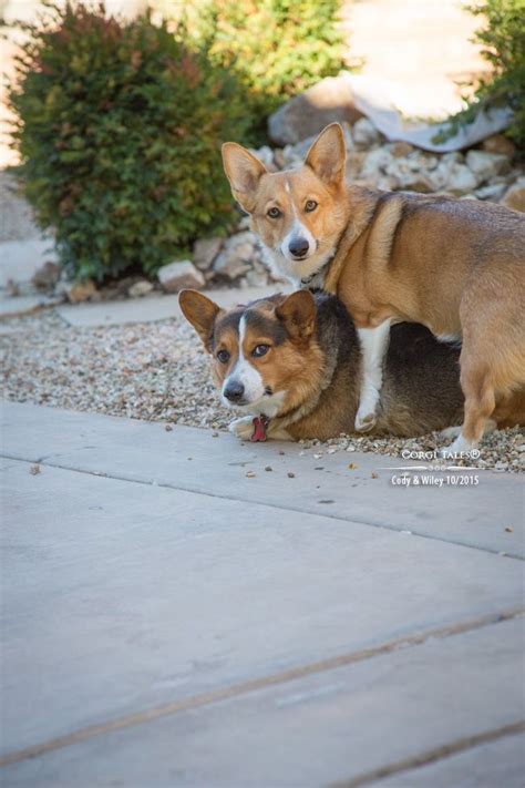 Corgi Play on Corgi Tales® · | Corgi, Domestic dog, Tales