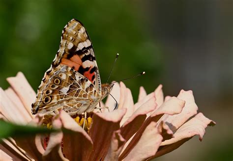 Butterfly Vanessa Cardui Zinnia - Free photo on Pixabay - Pixabay