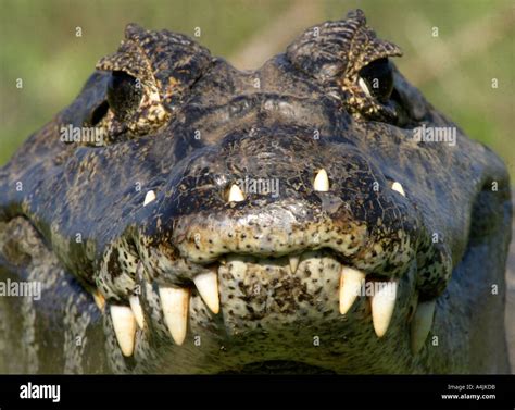 RA-375D SPECTACLED CAIMAN WITH TEETH THROUGH LIP Stock Photo - Alamy