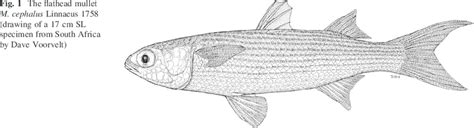 The flathead mullet M. cephalus Linnaeus 1758 (drawing of a 17 cm SL... | Download Scientific ...