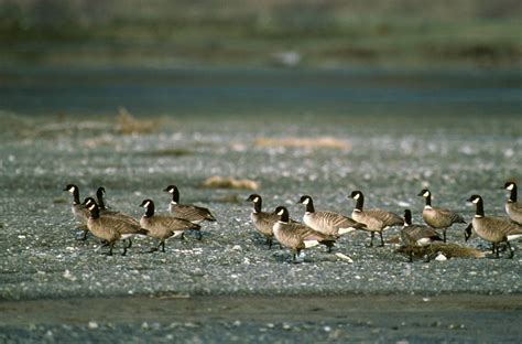 Canada Goose flock (Branta canadensis) {!--캐나다기러기-->; Image ONLY