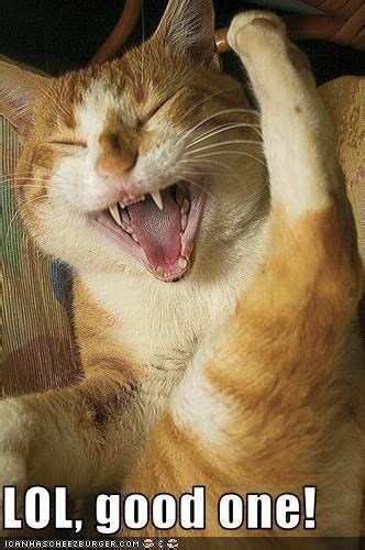 Cat Laughing Hysterically Funny Cat Photos, Cat Pics, Funny Pictures ...