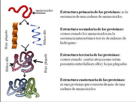 la union de aminoacidos forma - Brainly.lat