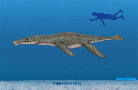 Liopleurodon Size by SameerPrehistorica on DeviantArt | Prehistoric ...