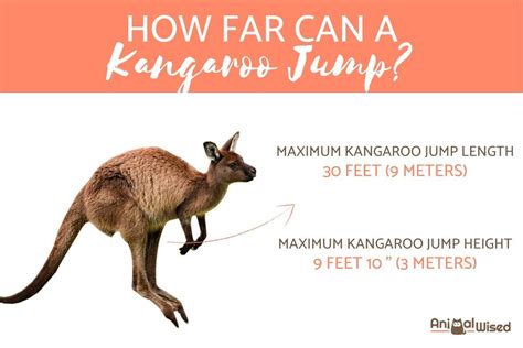 How Far Can A Kangaroo Jump? - Maximum Height And Length