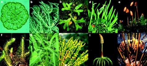 Figure 1 : The origin and early evolution of plants on land : Nature | Evolution of plants ...