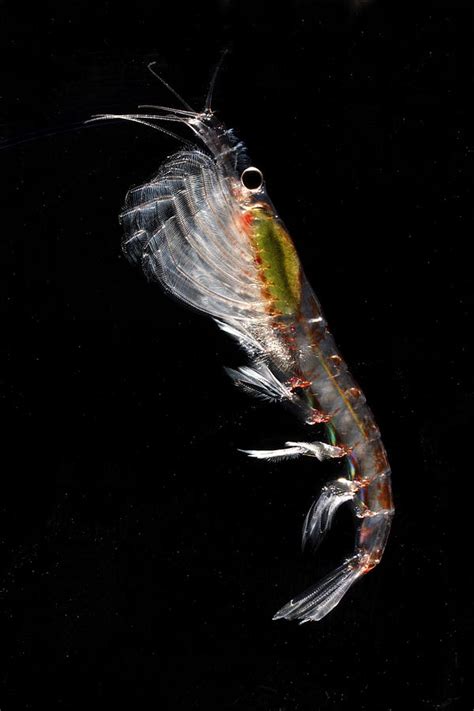 Antarctic Krill Antarctica Photograph by Hiroya Minakuchi - Pixels