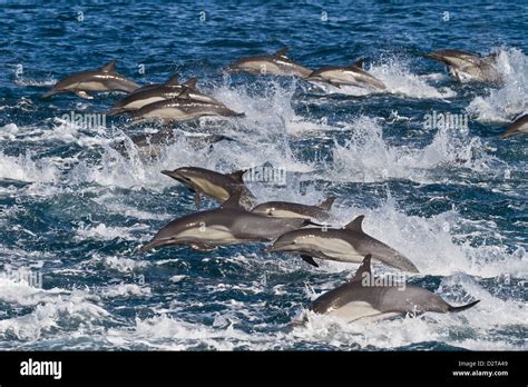 Pod Of Bottlenose Dolphins