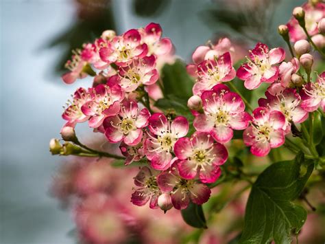 Common hawthorn (Crataegus monogyna) flowers | nice pinkish … | Marek ...