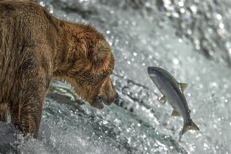 Grizzly Bear catching a salmon at Brooks Falls in Katmai National Park ...