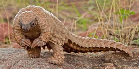 What Is A Pangolin? Guide To Pangolins Of Africa & Asia ️