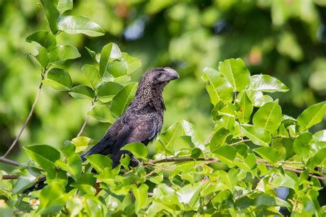 Smooth-billed Ani | Audubon Field Guide